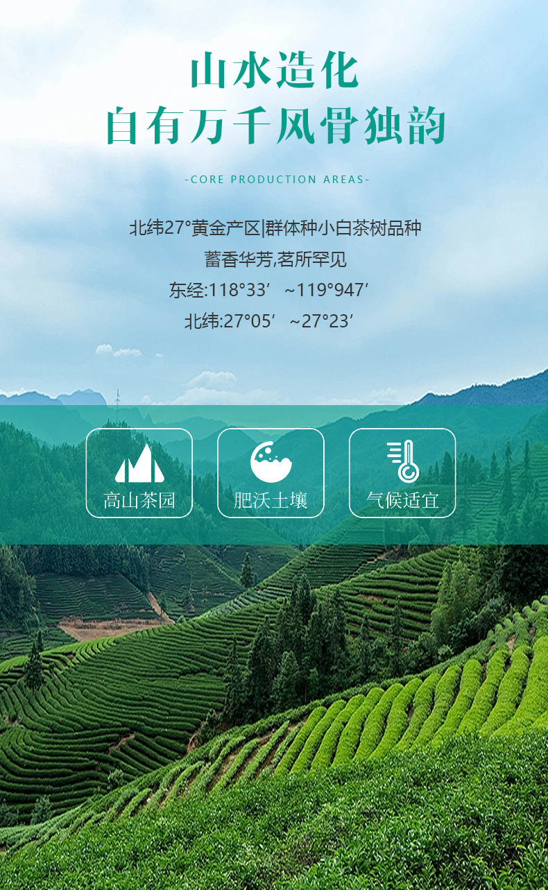 姜小白山韵山花?2020年贡眉