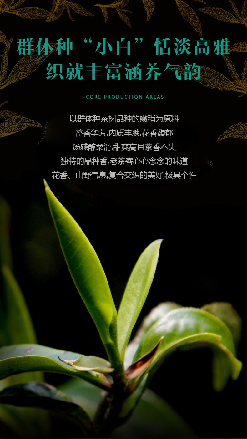 姜小白山韵山花?2020年贡眉